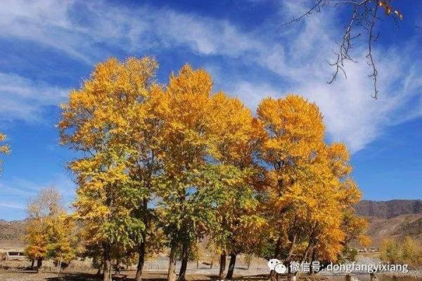 因地制宜什么生肖